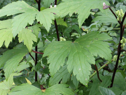 Aconitum japonicum