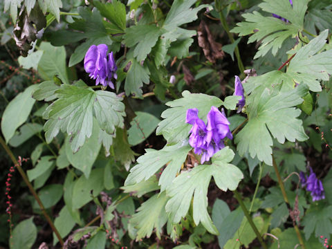 Aconitum japonicum