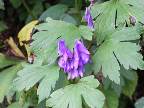 Aconitum japonicum