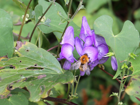 Aconitum japonicum