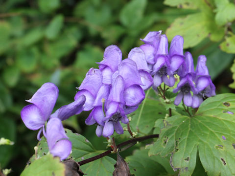 Aconitum japonicum