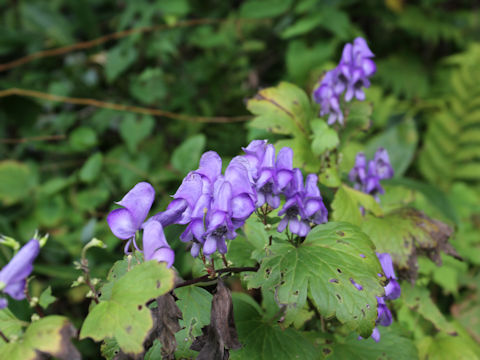 Aconitum japonicum