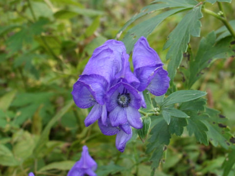 Aconitum japonicum