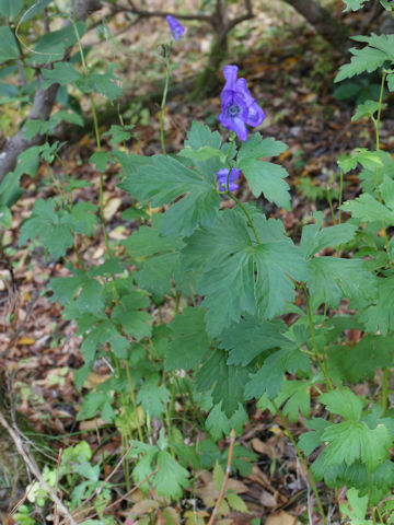 Aconitum japonicum