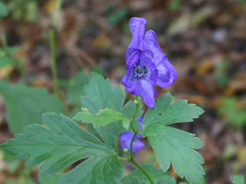 Aconitum japonicum