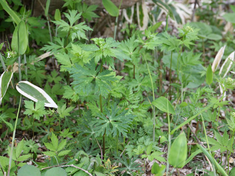 Aconitum japonicum