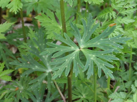 Aconitum japonicum