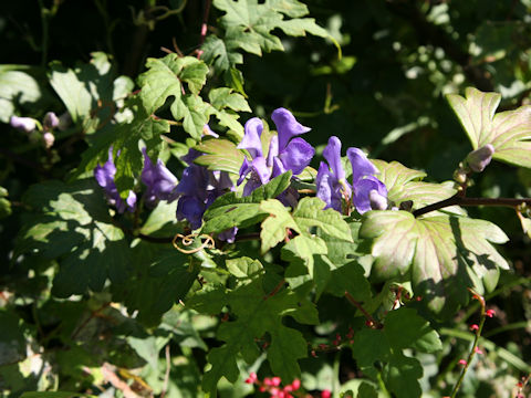 Aconitum japonicum