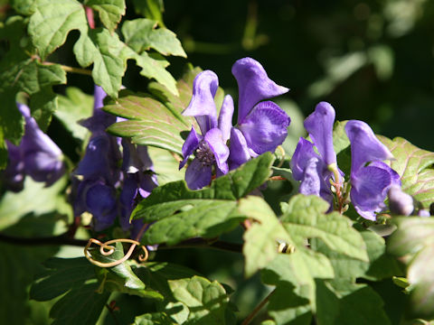 Aconitum japonicum