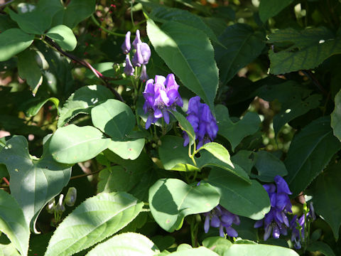 Aconitum japonicum