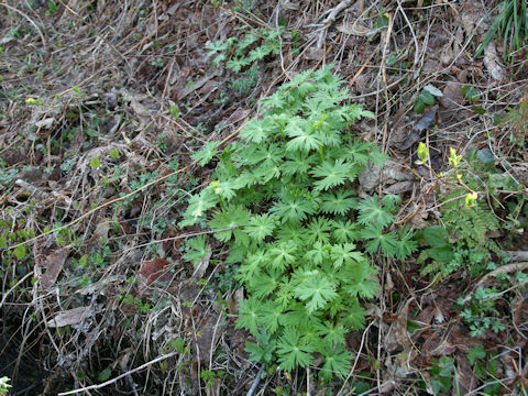 Aconitum japonicum