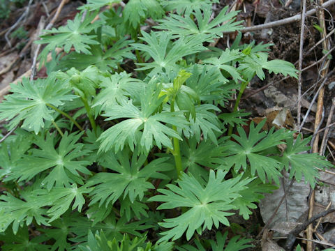 Aconitum japonicum