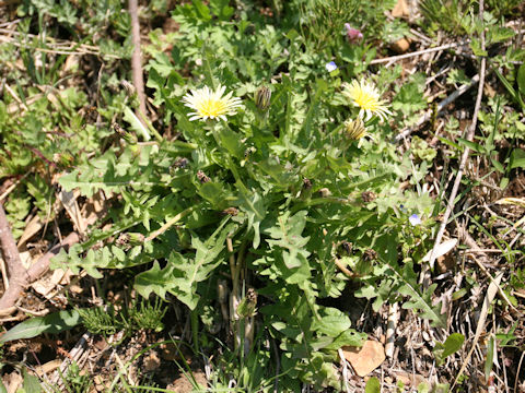 Taraxacum denudatum