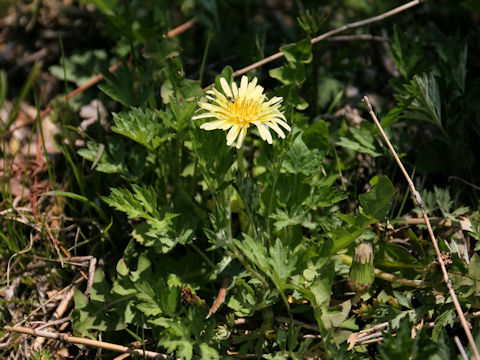 Taraxacum denudatum