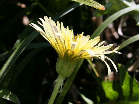 Taraxacum denudatum