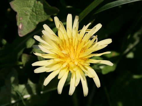 Taraxacum denudatum