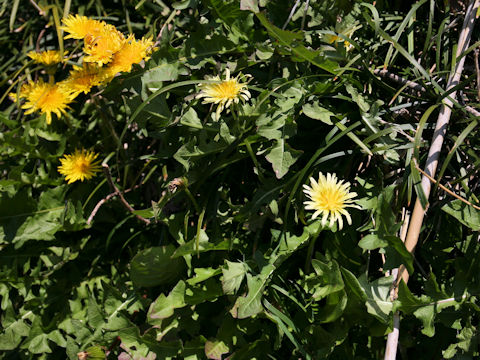 Taraxacum denudatum