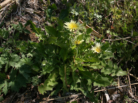 Taraxacum denudatum