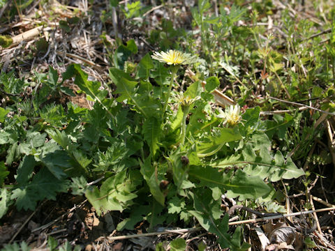 Taraxacum denudatum