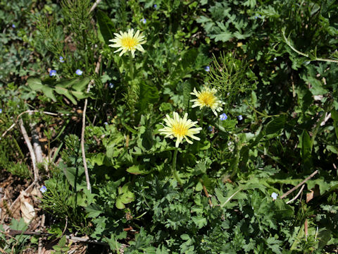 Taraxacum denudatum