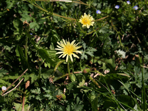 Taraxacum denudatum