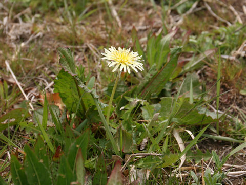 Taraxacum denudatum