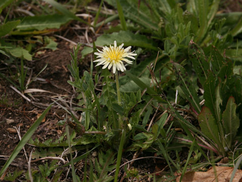 Taraxacum denudatum