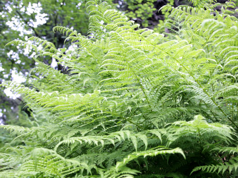 Athyrium distentifolium