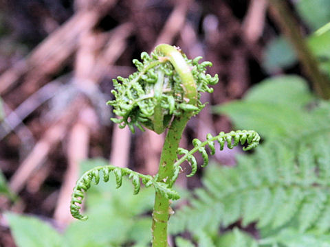 Athyrium distentifolium