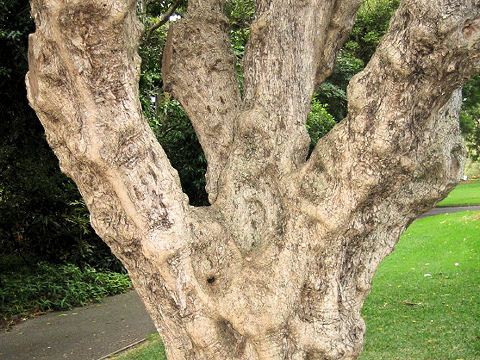 Olea europaea ssp. africana