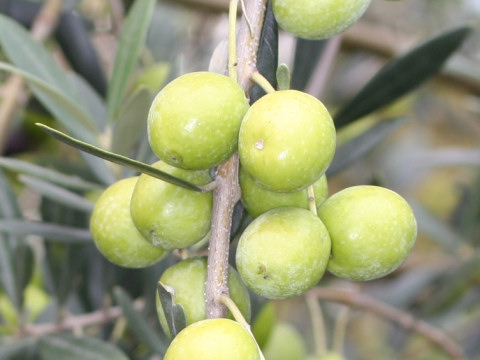 Olea europea