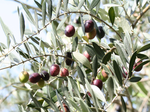 Olea europea