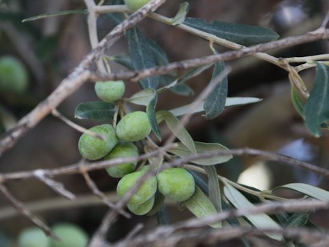 Olea europea