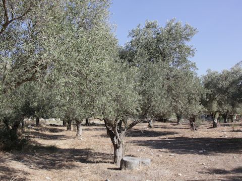 Olea europea