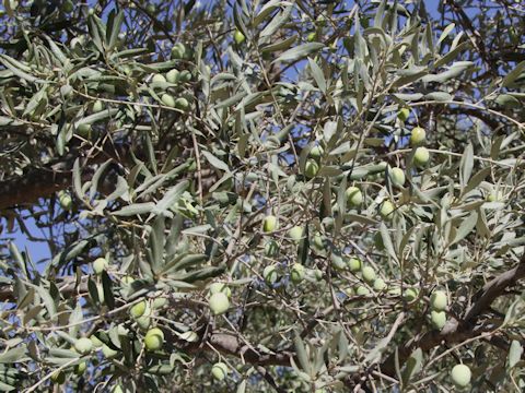 Olea europea