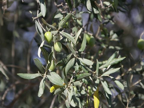 Olea europea