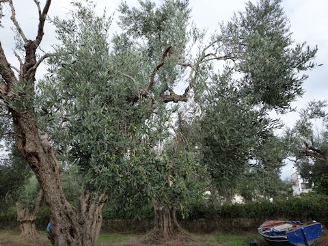 Olea europea