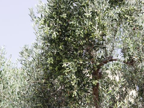 Olea europea