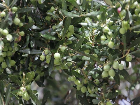 Olea europea