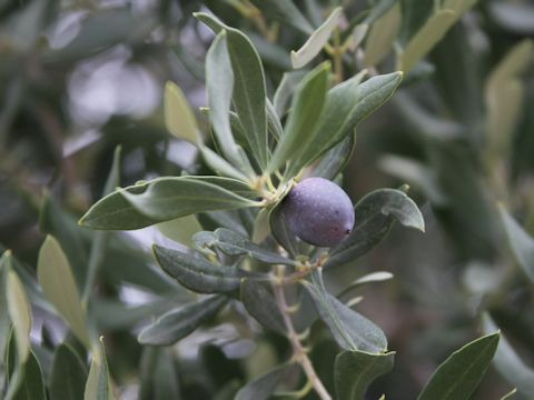 Olea europea