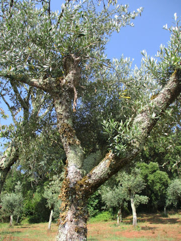 Olea europea