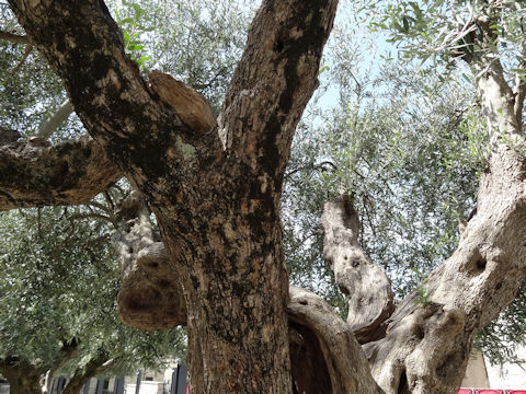 Olea europea