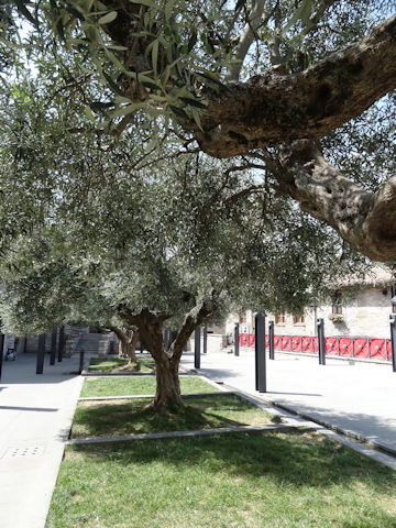 Olea europea