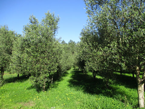 Olea europea