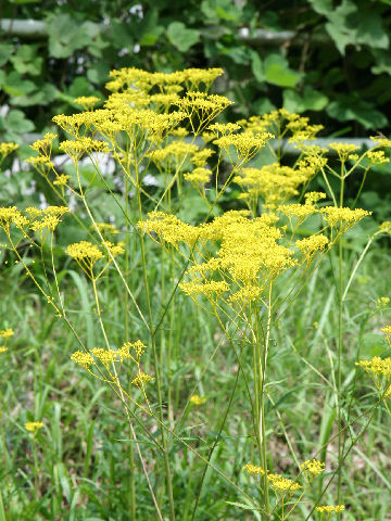 Patrinia scabiosaefolia