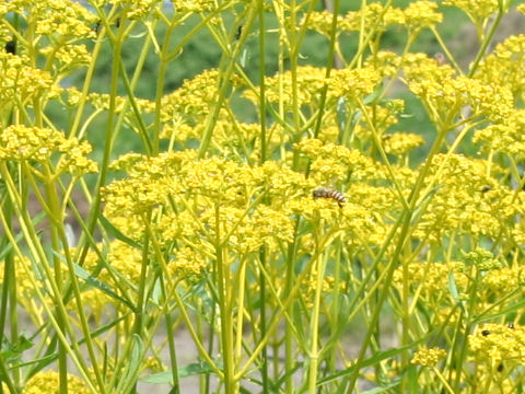 Patrinia scabiosaefolia