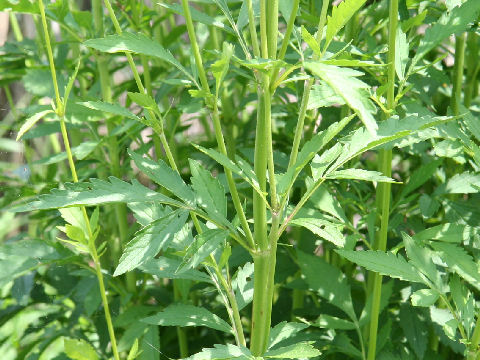 Patrinia scabiosaefolia