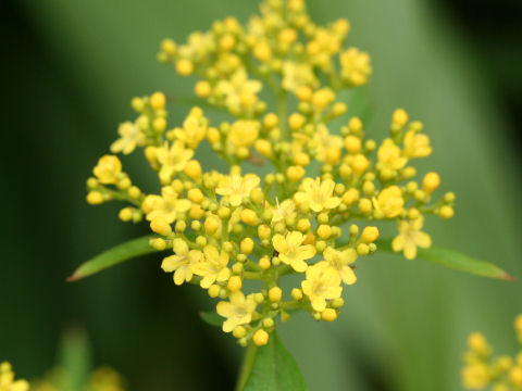 Patrinia scabiosaefolia