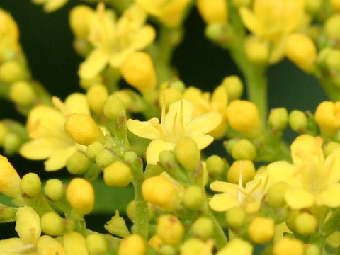 Patrinia scabiosaefolia