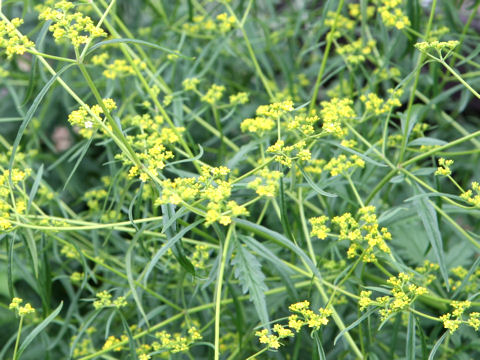 Patrinia scabiosaefolia